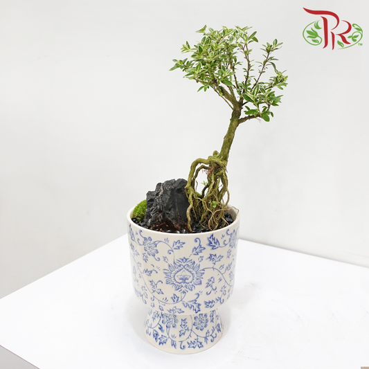 CNY Serissa Arrangement in Qing Hua Ci Pot《蛇动财流》 (Random Choose Design & CNY Ornaments)