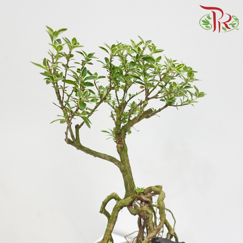 CNY Serissa Arrangement in Qing Hua Ci Pot《蛇动财流》 (Random Choose Design & CNY Ornaments)