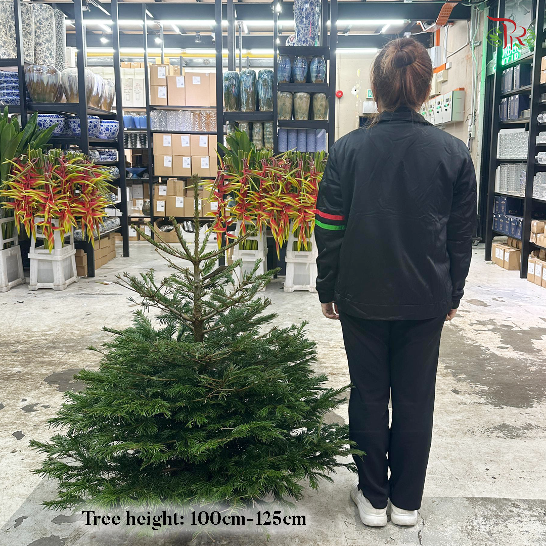 Fresh Christmas Tree (READY STOCK)