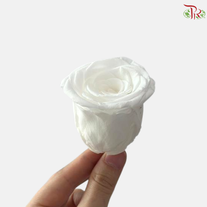 8 Blooms Preserved Roses - White