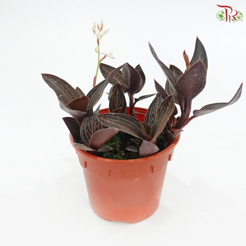 Ludisia Discolour P120《宝石兰》