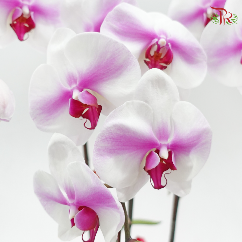 3in1 Orchids Arrangement With Pink Wrapping Cloth (Random Choose Orchid Color, Design & Deco) (With Deco Options)