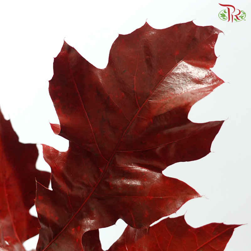 Quercus Leaf Dyed Red (10 Stems)