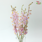 Mokara Orchid- Light Pink Dhovo (5 Stems)