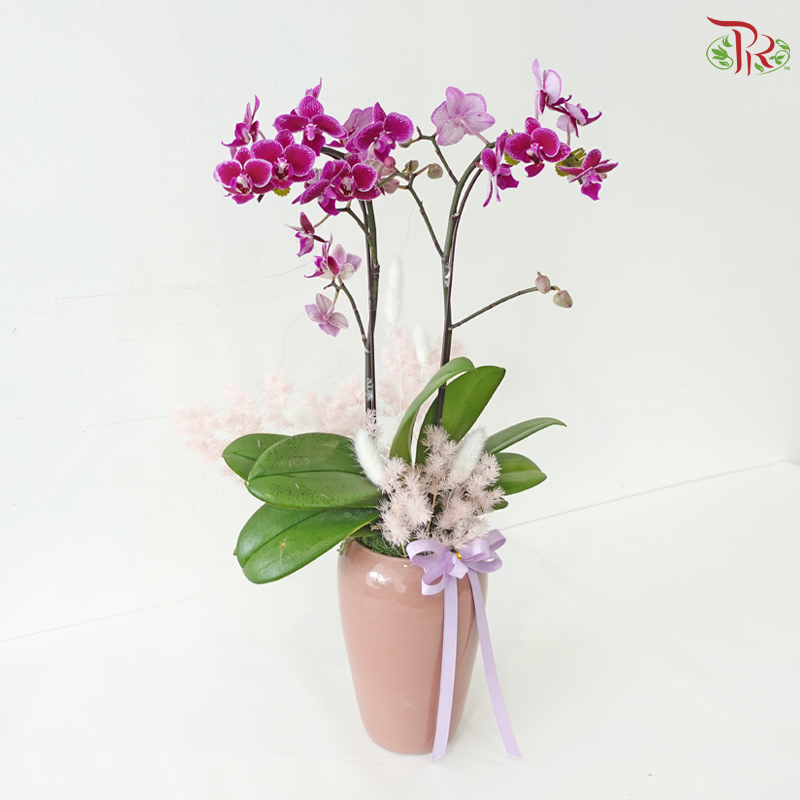 Maison Orchidée Orchids Arrangement (With Pot Color Option)