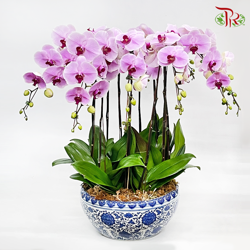 10in1 Premium Phalaenopsis Orchid Arrangement (Random Choose Orchid Colour & Design)-Pudu Ria Florist-prflorist.com.my