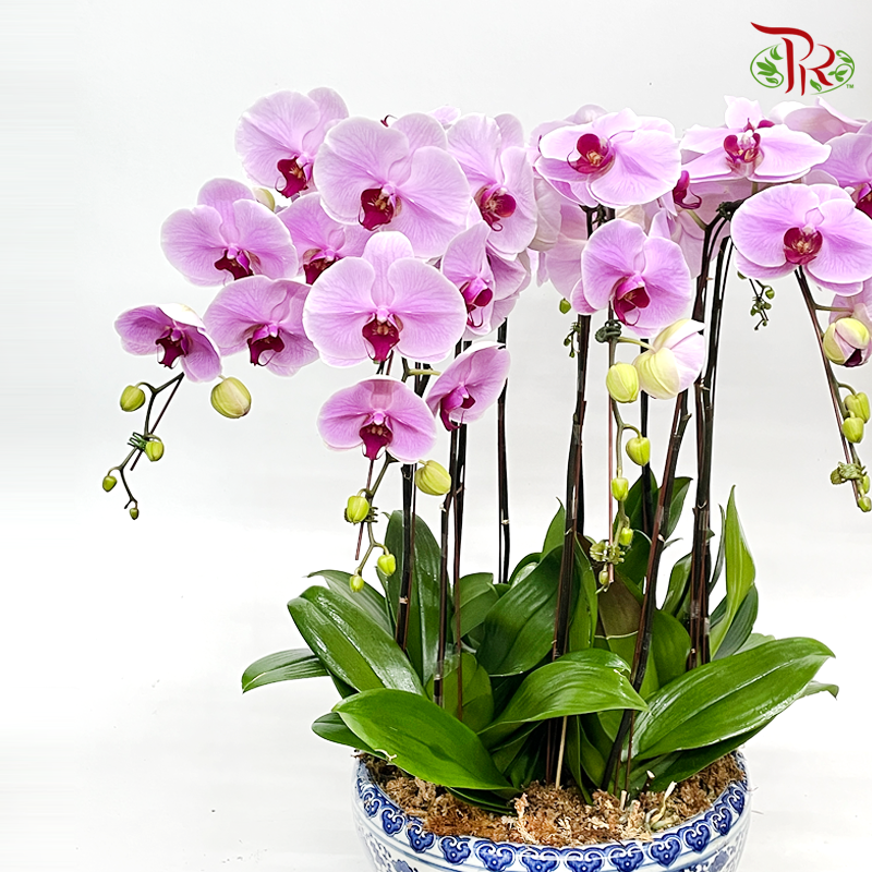 10in1 Premium Phalaenopsis Orchid Arrangement (Random Choose Orchid Colour & Design)-Pudu Ria Florist-prflorist.com.my