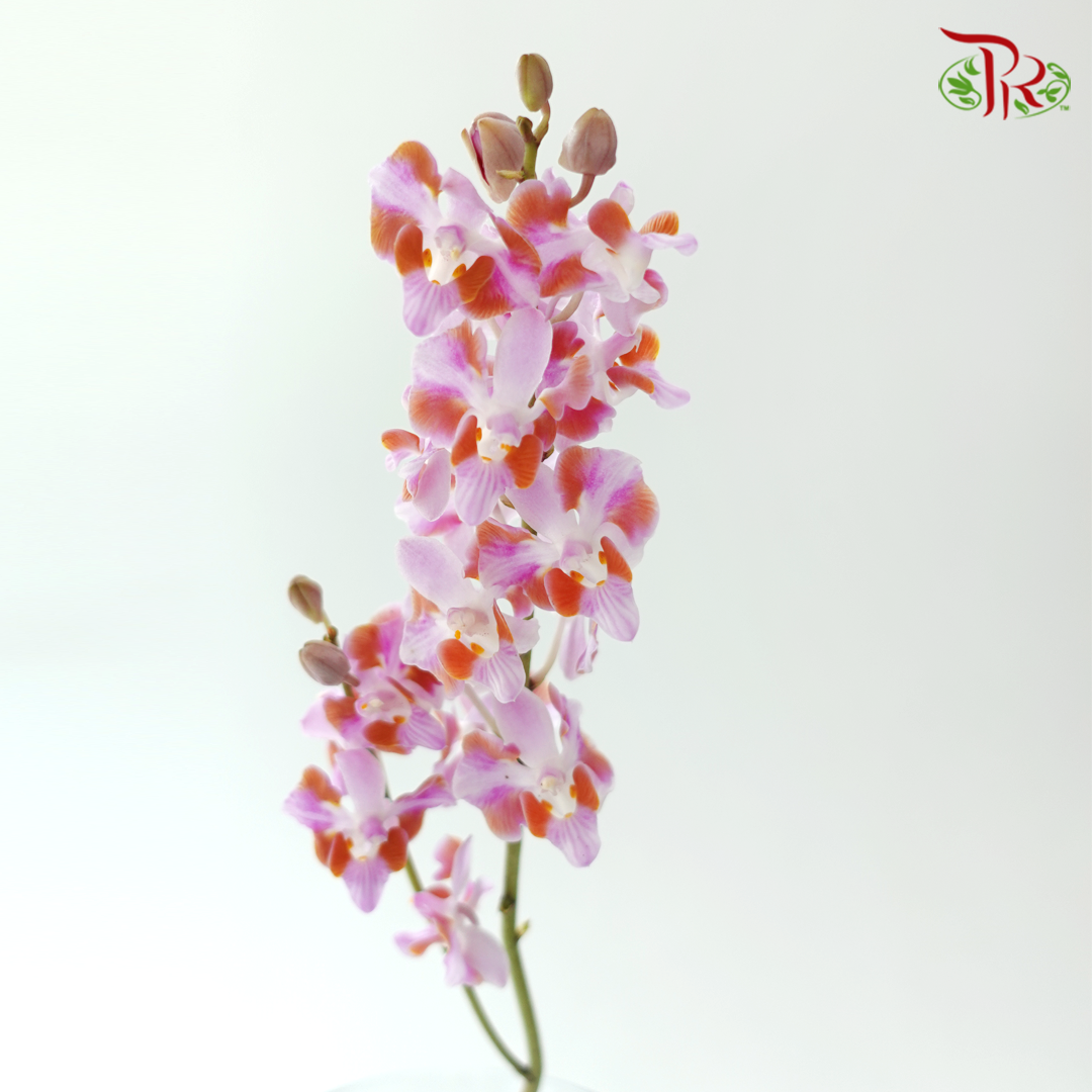 Mokara Orchid- Purple Dhovo (5 Stems)