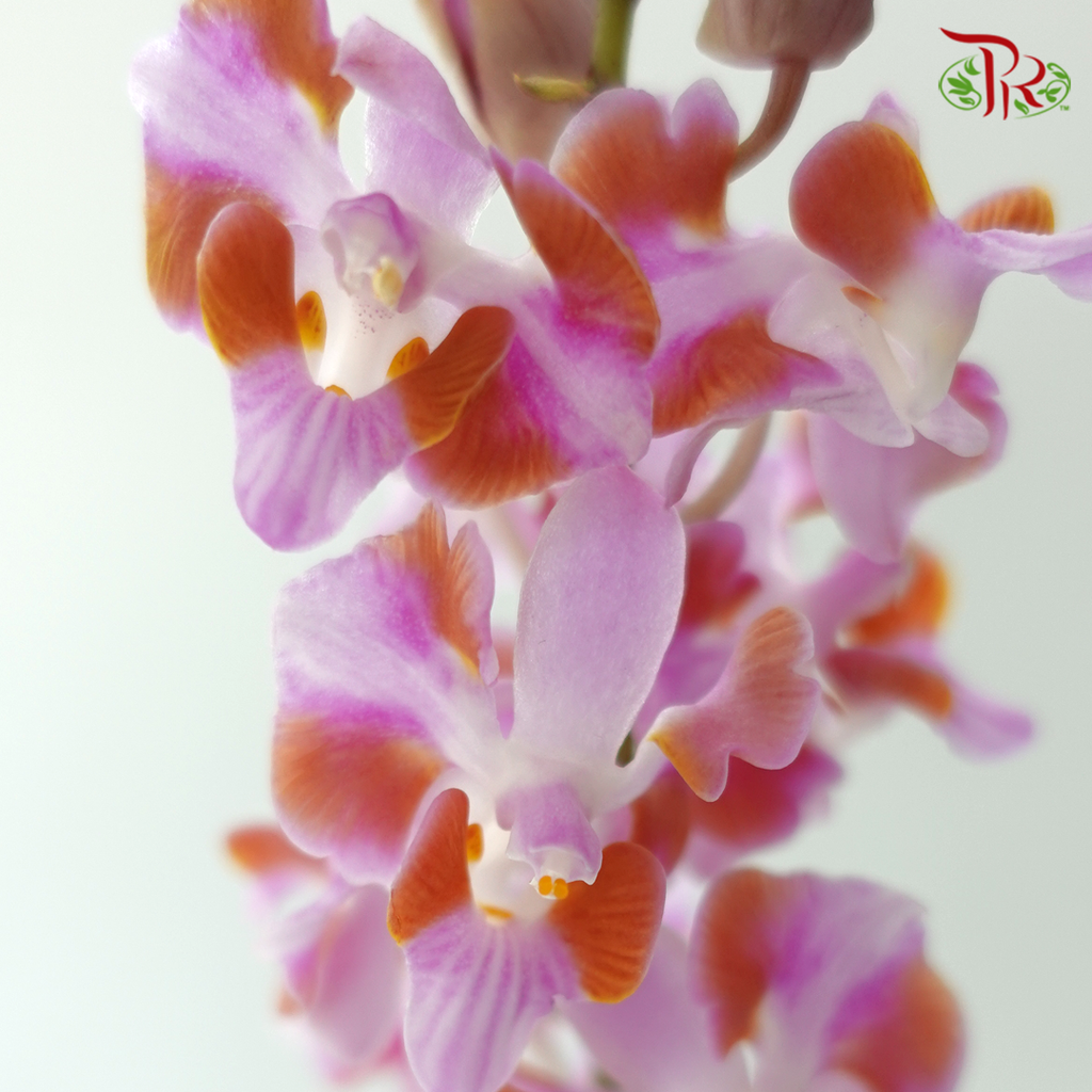 Mokara Orchid- Purple Dhovo (5 Stems)