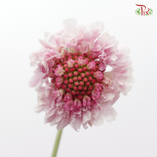 Scabiosa - White & Pink (Per Bunch) - Pudu Ria Florist