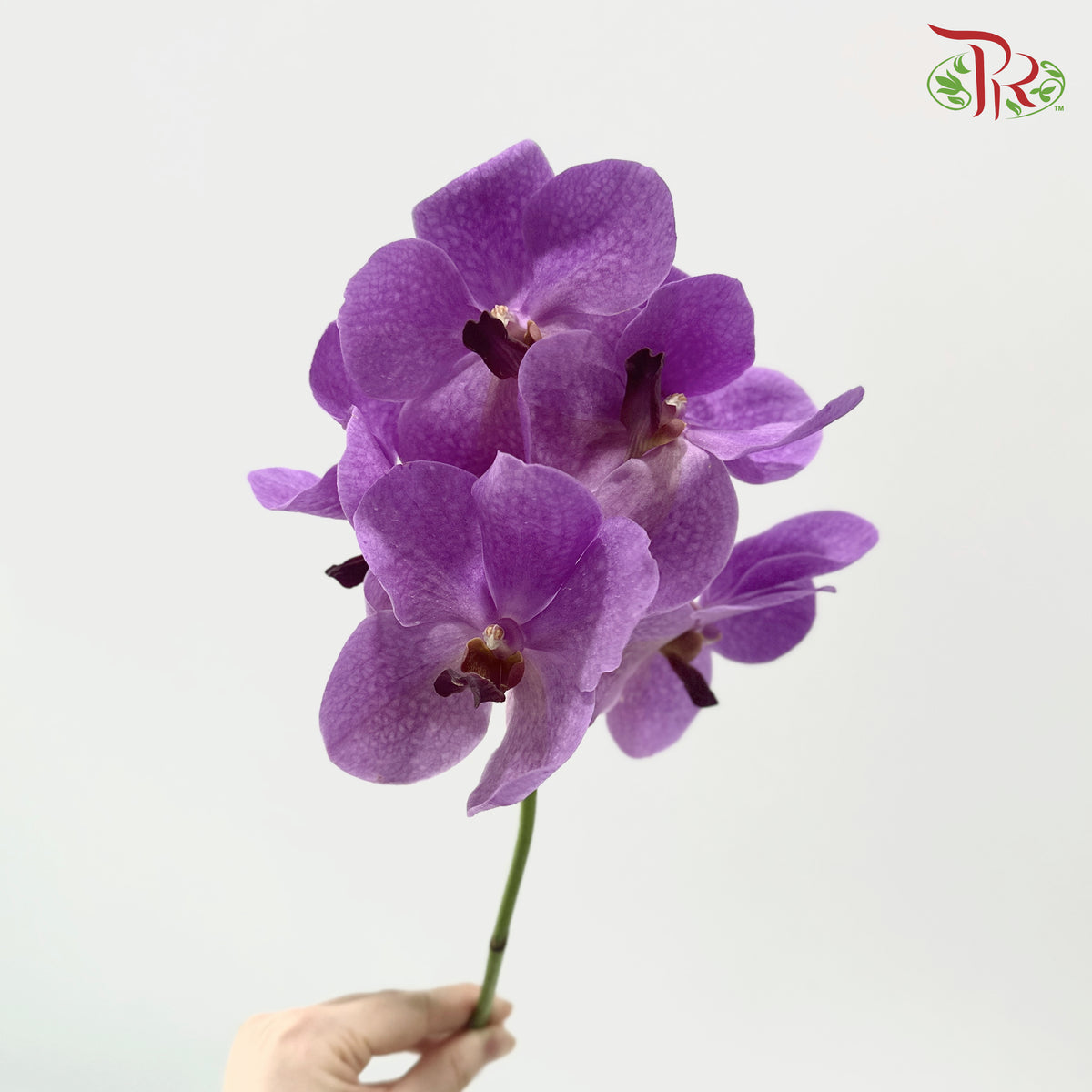HW - Orchid Vanda Medium Purple (L) (Per Stem)
