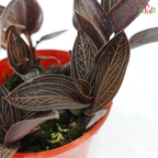 Ludisia Discolour P120《宝石兰》