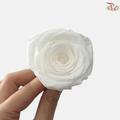 Preserved Roses - White ( 8 Blooms  )
