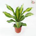 Dracaena Fragran 120P《铁树 巴西木》