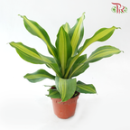 Dracaena Fragran 120P《铁树 巴西木》