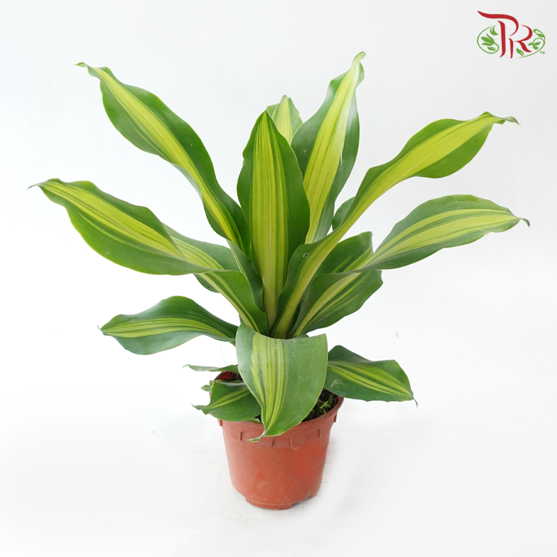 Dracaena Fragran 120P《铁树 巴西木》