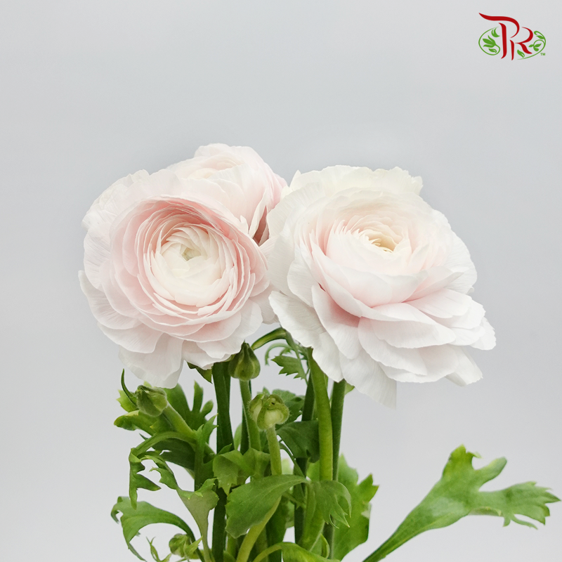 Ranunculus Cloni - Light Pink (5 Stems) - Pudu Ria Florist