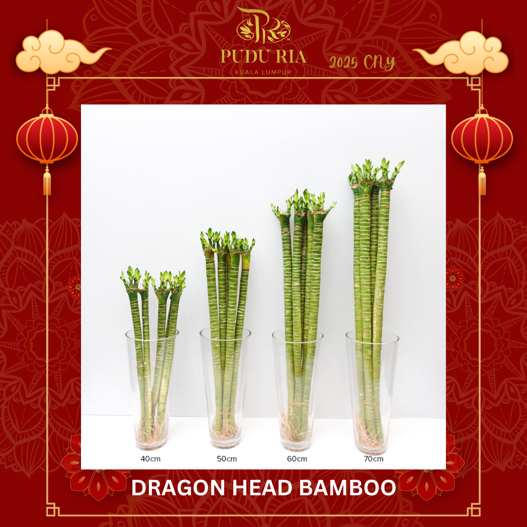 Dragon Head Bamboo 龍頭竹 (10 Stems) (40cm/50cm/60cm/70cm) - 10 Stems