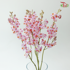 Mokara Orchid- Purple Dhovo (5 Stems)