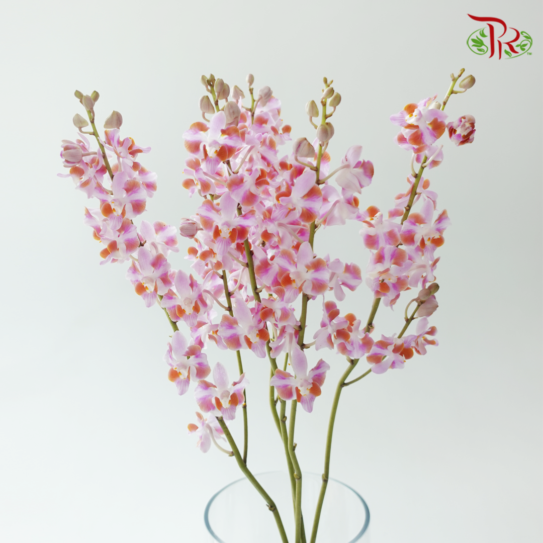 Mokara Orchid- Purple Dhovo (5 Stems)