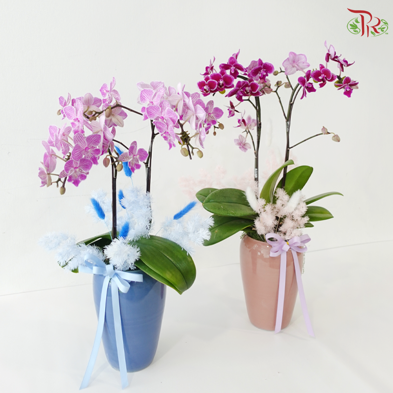 Maison Orchidée Orchids Arrangement (With Pot Color Option)