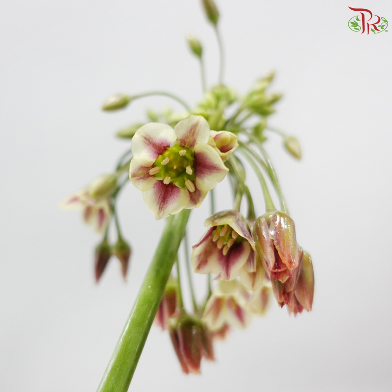 Allium Lily (5 Stems)