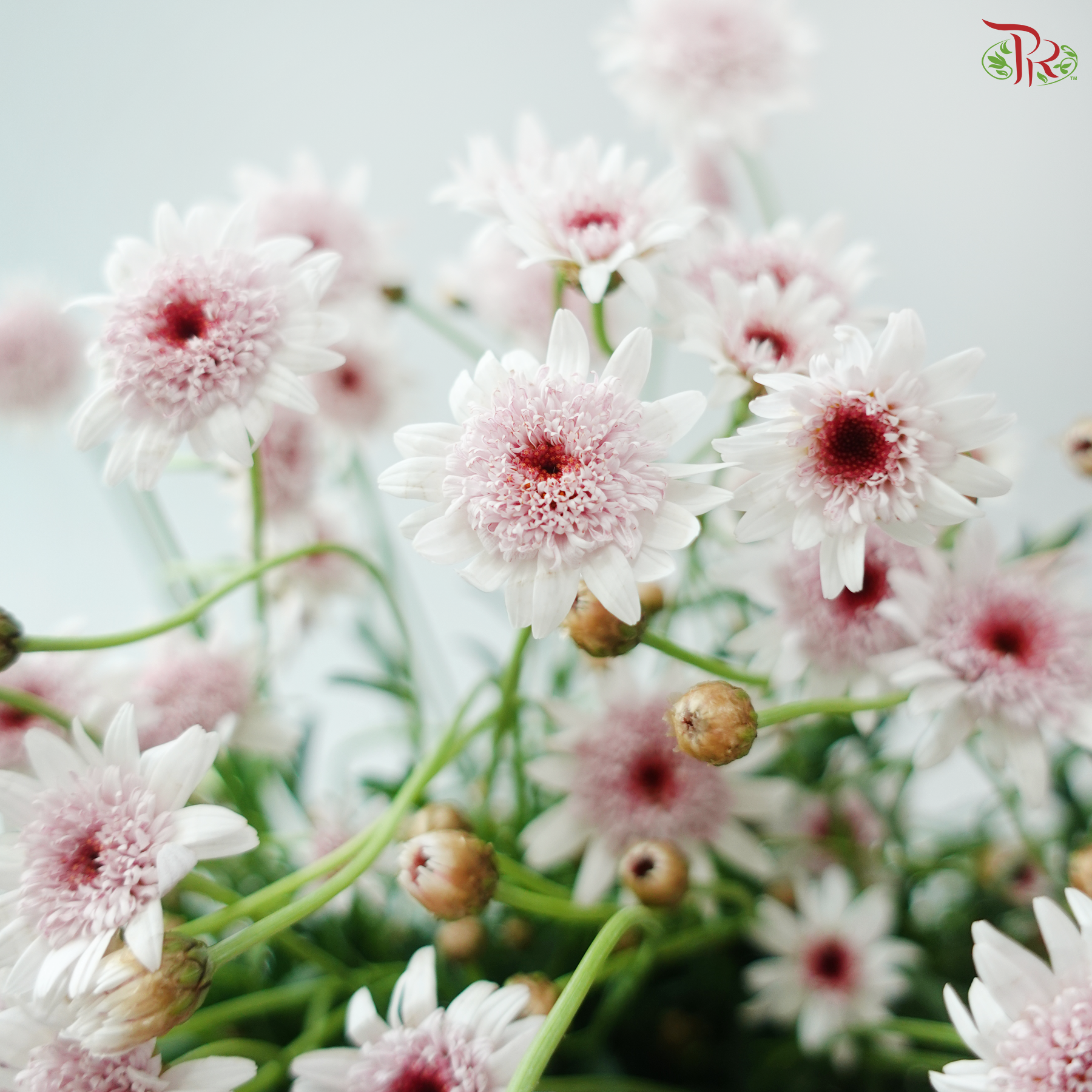 Margaret - Strawberry Heart (Per Bunch)