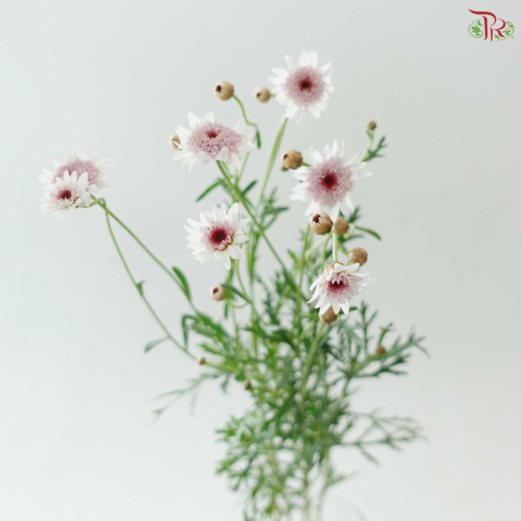 Margaret - Strawberry Heart (Per Bunch)