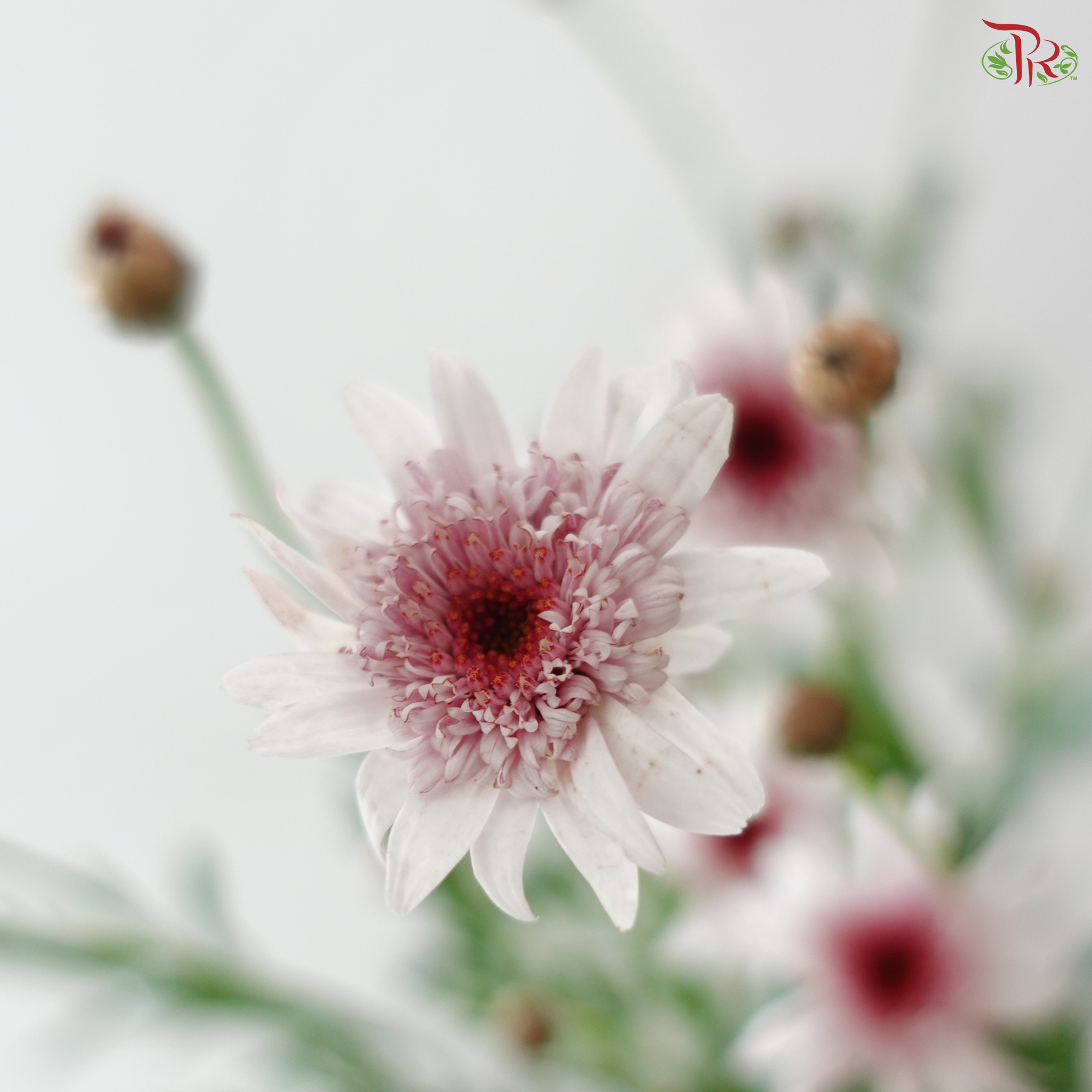 Margaret - Strawberry Heart (Per Bunch)