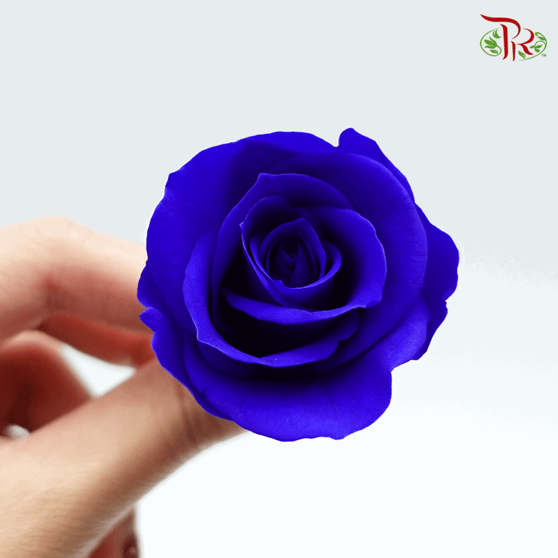 12 Bloom Rose - Admiral Blue-Blue-China-prflorist.com.my