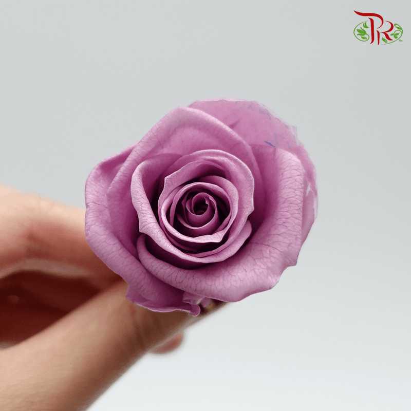 12 Bloom Rose - Dusty Purple-Dusty Purple-China-prflorist.com.my