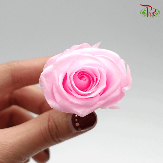 12 Bloom Rose - Light Pink-Pink-China-prflorist.com.my