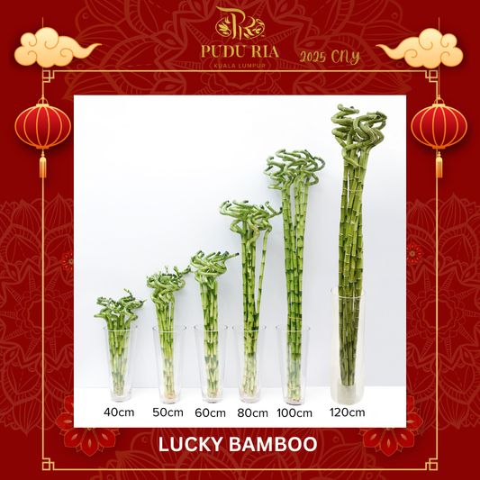 Lucky Bamboo 幸运竹 - (40cm/50cm/60cm/80cm/100cm/120cm) - (10 Stems)