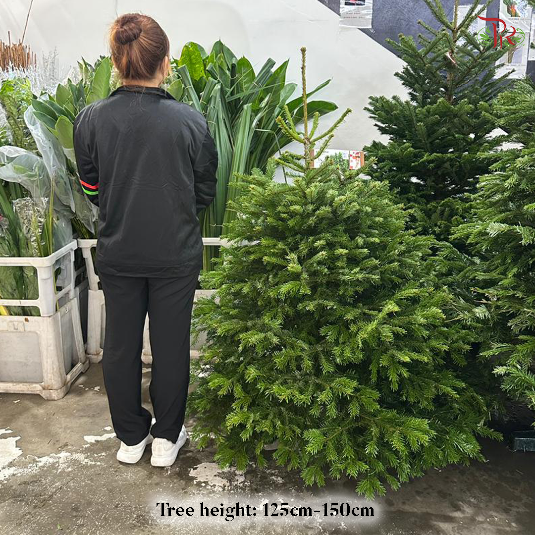 Fresh Christmas Tree (READY STOCK)