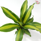 Dracaena Fragran 120P《铁树 巴西木》