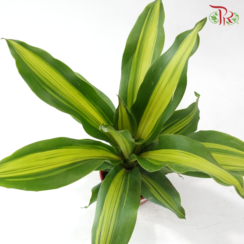 Dracaena Fragran 120P《铁树 巴西木》