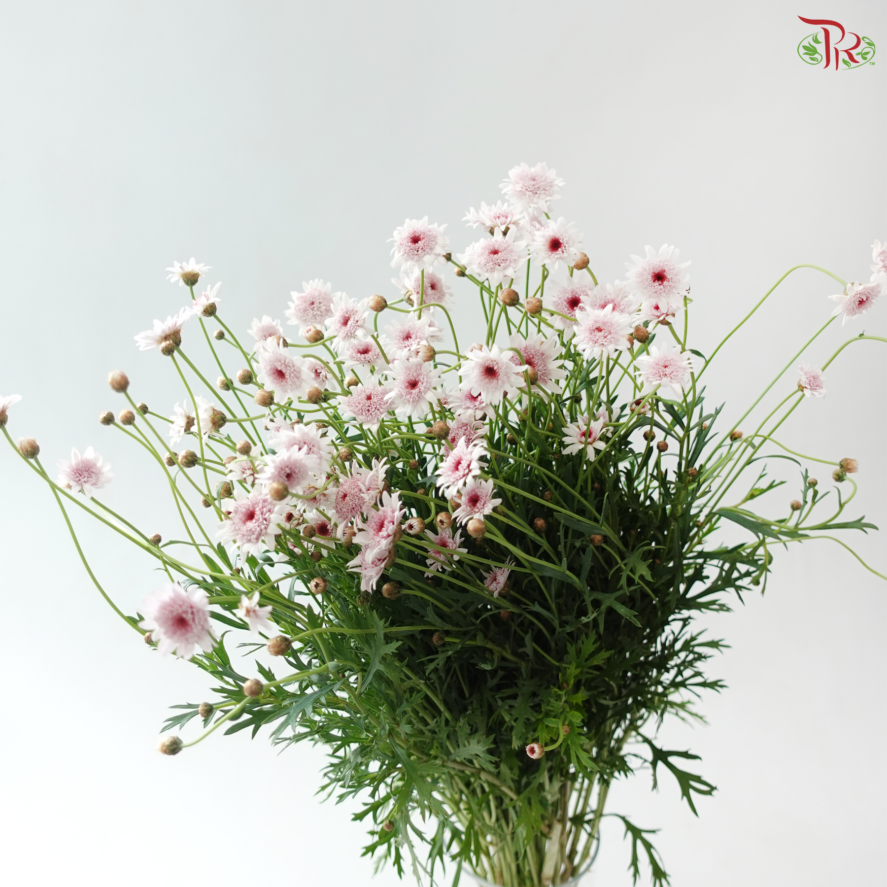 Margaret - Strawberry Heart (Per Bunch)