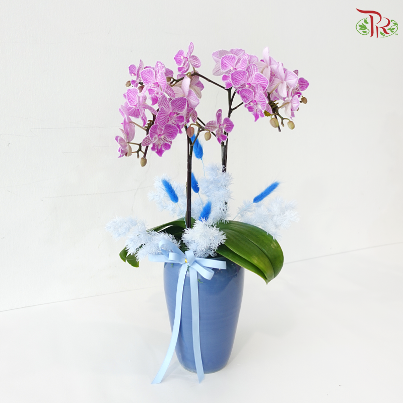 Maison Orchidée Orchids Arrangement (With Pot Color Option)