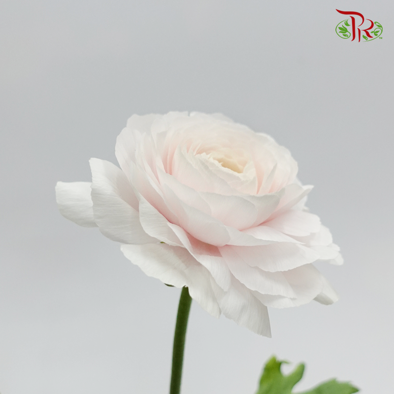 Ranunculus Cloni - Light Pink (5 Stems) - Pudu Ria Florist