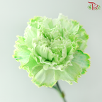 Carnation Dyed - Green (8-10 Stems)