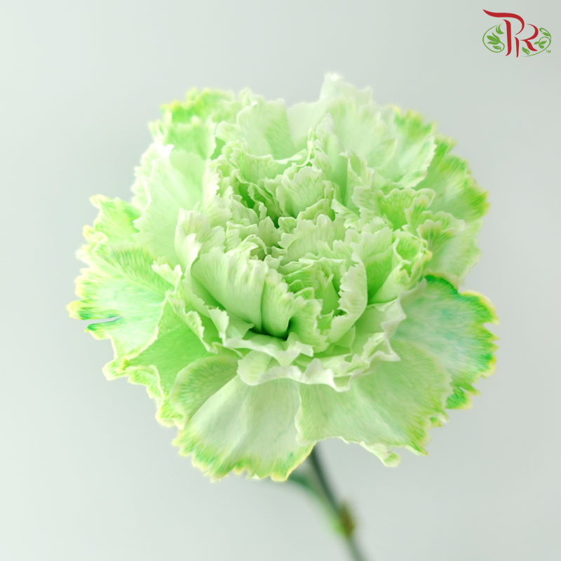 Carnation Dyed - Green (8-10 Stems)