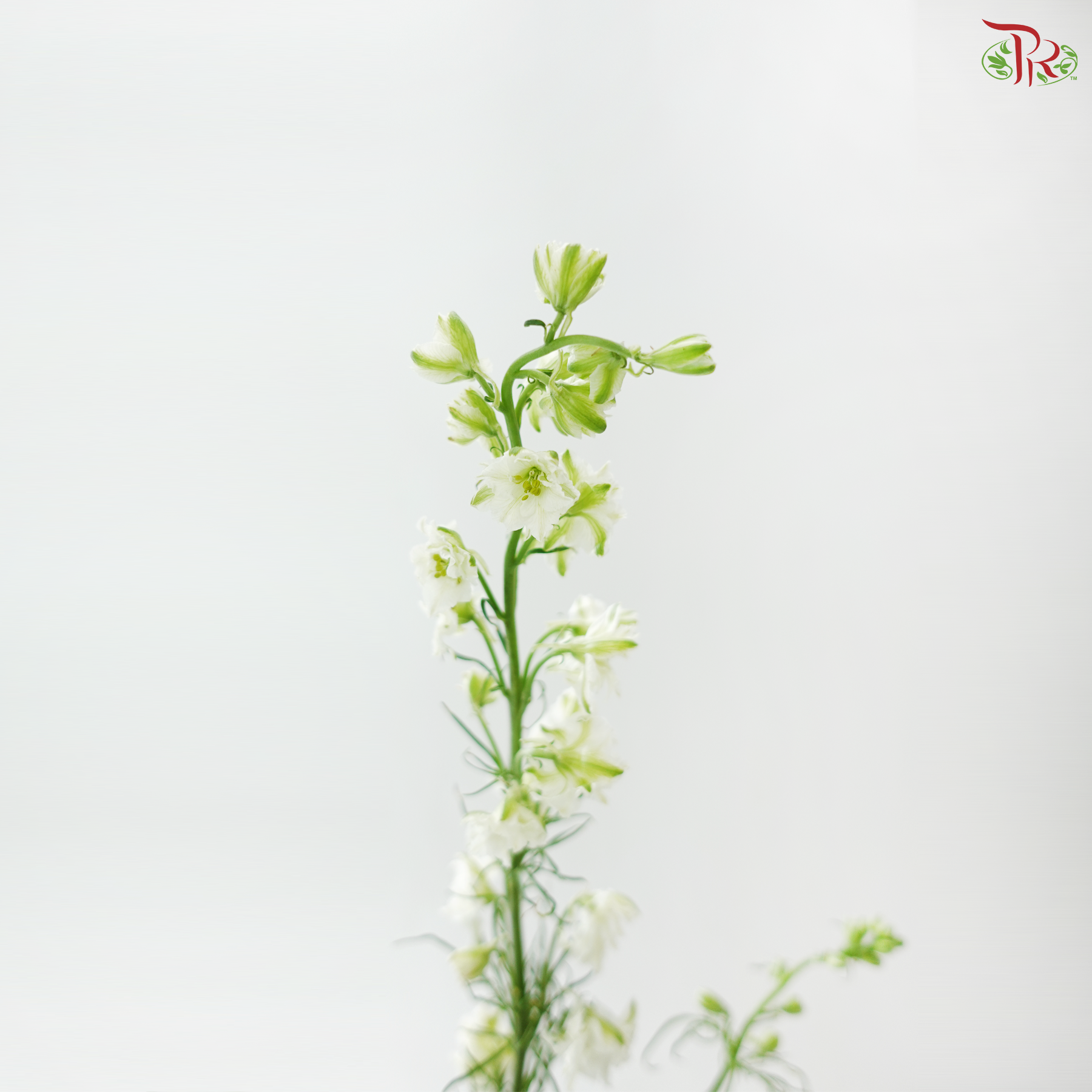 Delphinium Consolida (Larkspur) - White (Per Bunch)