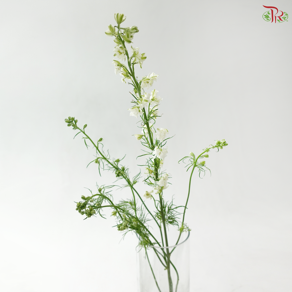 Delphinium Consolida (Larkspur) - White (Per Bunch)