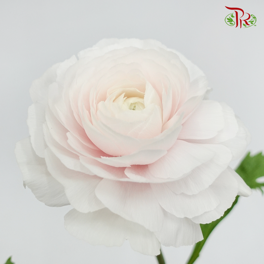 Ranunculus Cloni - Light Pink (5 Stems) - Pudu Ria Florist
