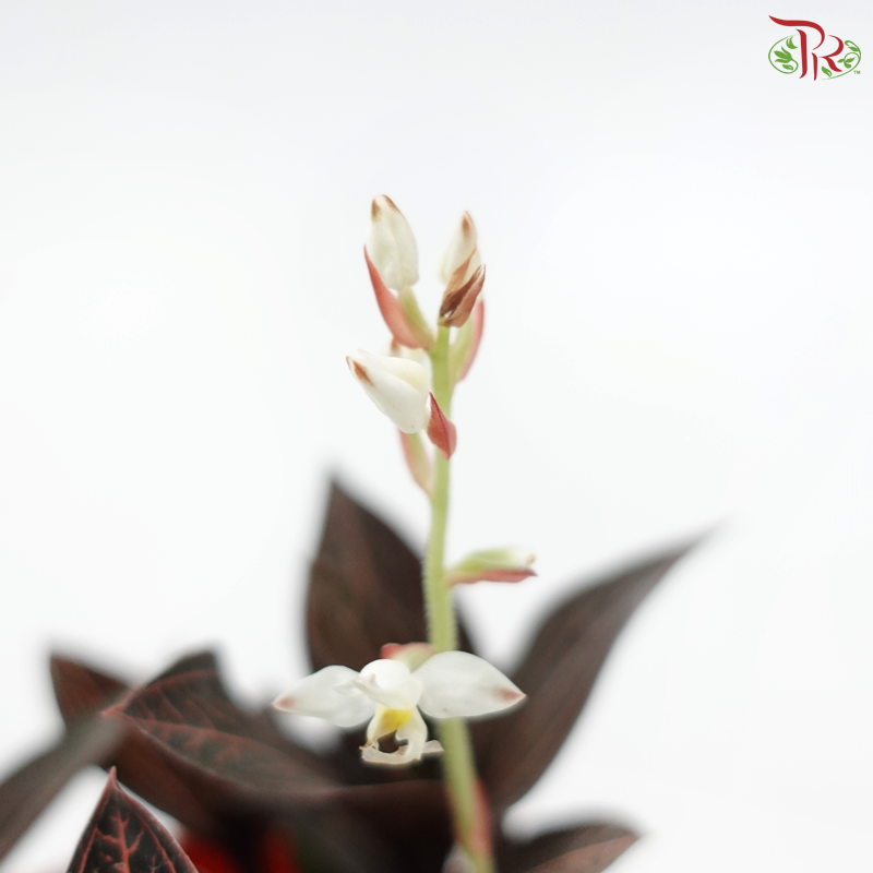 Ludisia Discolour P120《宝石兰》