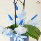 Maison Orchidée Orchids Arrangement (With Pot Color Option)