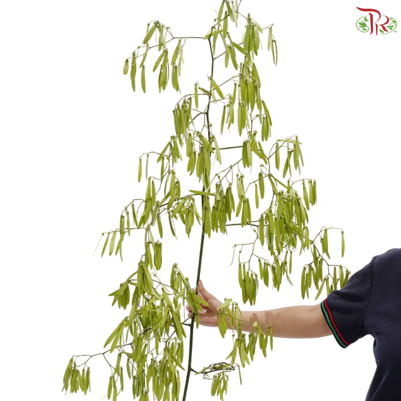 Dragonfly Bean (Per Bunch)