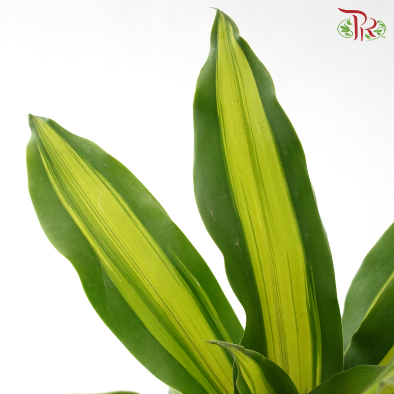 Dracaena Fragran 120P《铁树 巴西木》