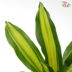 Dracaena Fragran 120P《铁树 巴西木》