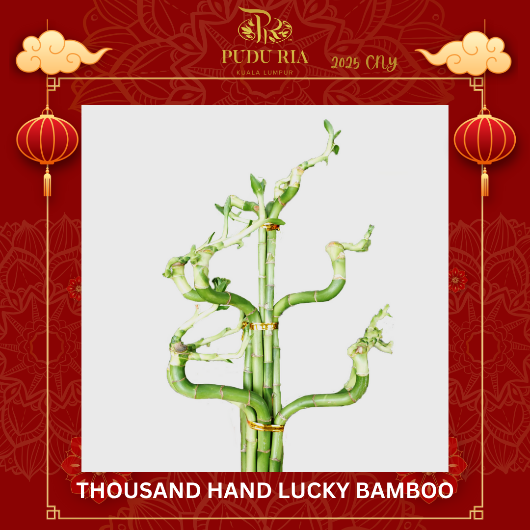 Thousand Hand Lucky Bamboo (Per Bunch) 50cm